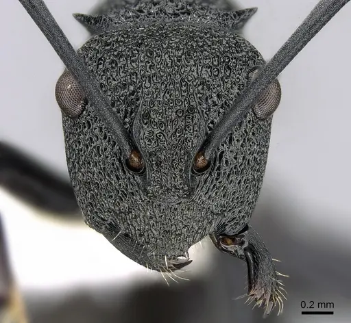 Polyrhachis machaon specimen