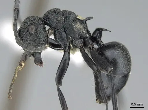 Polyrhachis machaon specimen