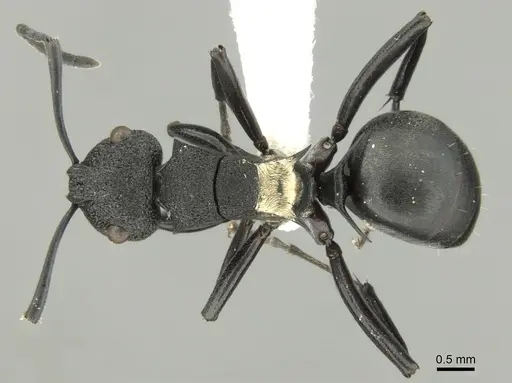 Polyrhachis machaon - CASENT0906606