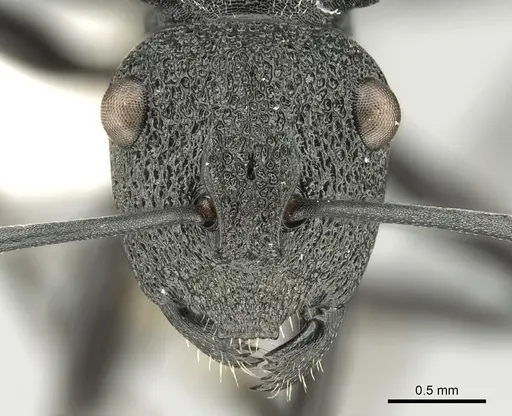 Polyrhachis machaon - CASENT0906606