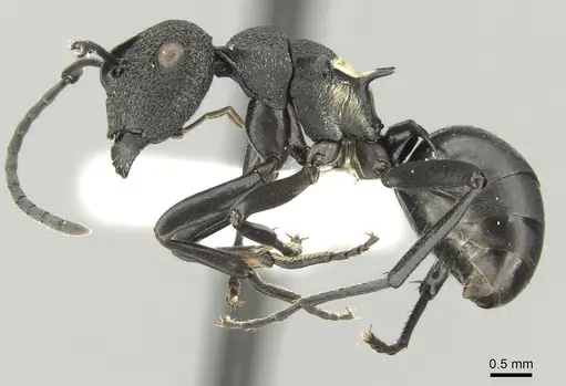 Polyrhachis machaon - CASENT0906606