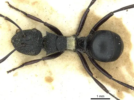 Polyrhachis machaon - CASENT0912112