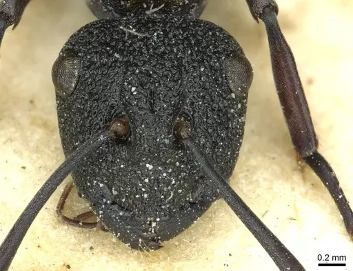 Polyrhachis machaon - CASENT0912112