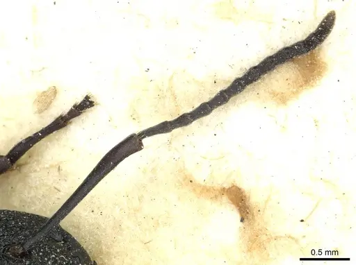 Polyrhachis machaon - CASENT0912112