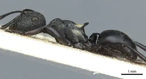 Polyrhachis machaon - CASENT0912112