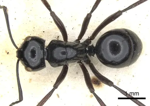 Polyrhachis mackayi specimen