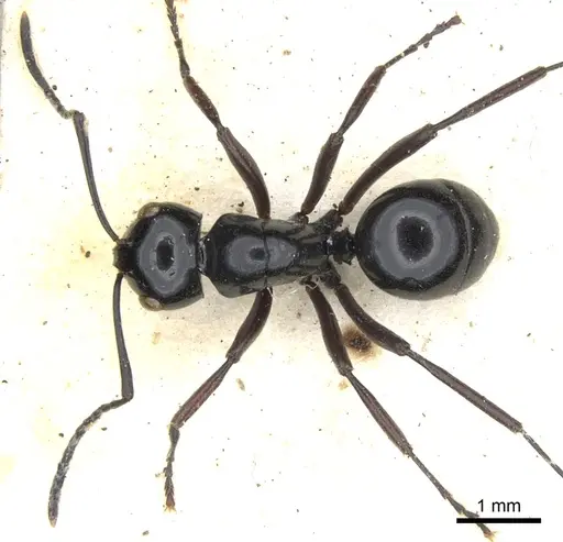 Polyrhachis mackayi specimen