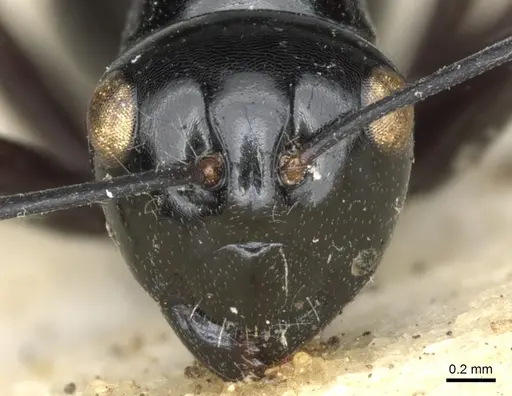 Polyrhachis mackayi specimen