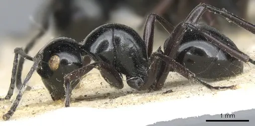 Polyrhachis mackayi - CASENT0903417