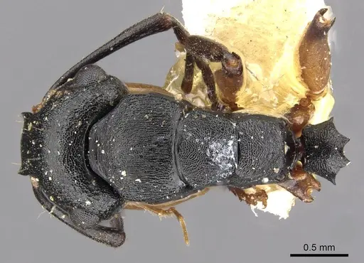 Polyrhachis maculata specimen