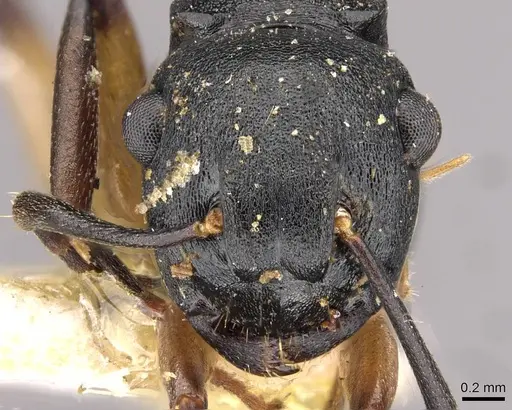 Polyrhachis maculata specimen
