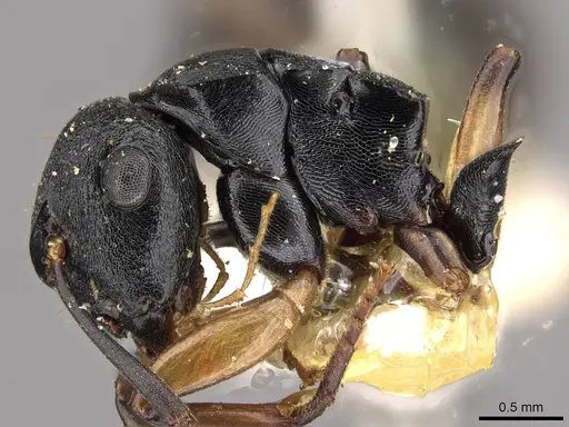 Polyrhachis maculata specimen