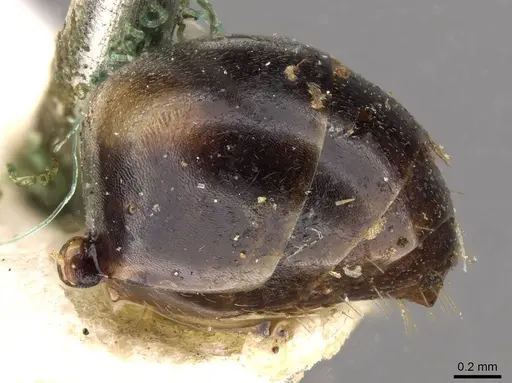 Polyrhachis maculata - CASENT0910414