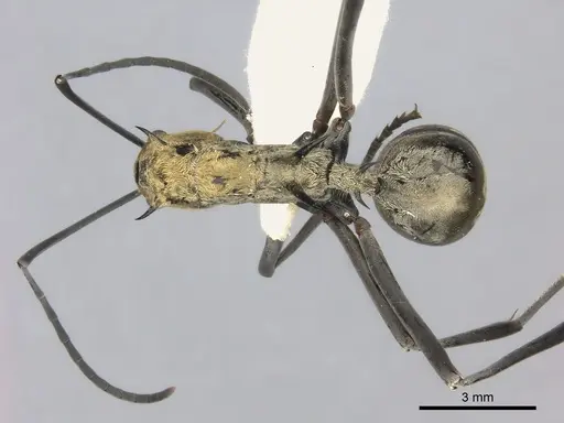 Polyrhachis magnifica specimen
