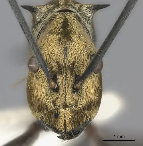Polyrhachis magnifica specimen