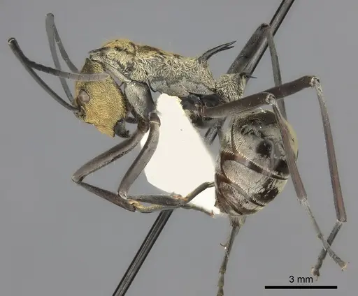 Polyrhachis magnifica specimen
