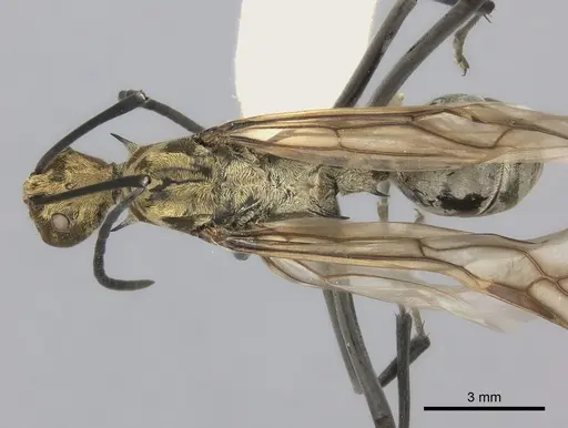 Polyrhachis magnifica - CASENT0217781