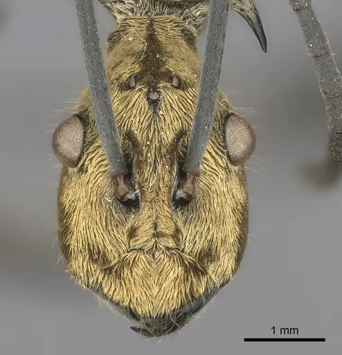 Polyrhachis magnifica - CASENT0217781