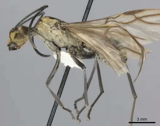 Polyrhachis magnifica - CASENT0217781