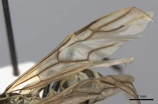 Polyrhachis magnifica - CASENT0217781