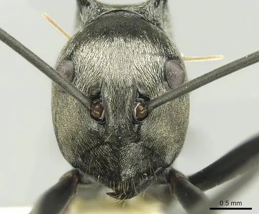 Polyrhachis malaensis specimen