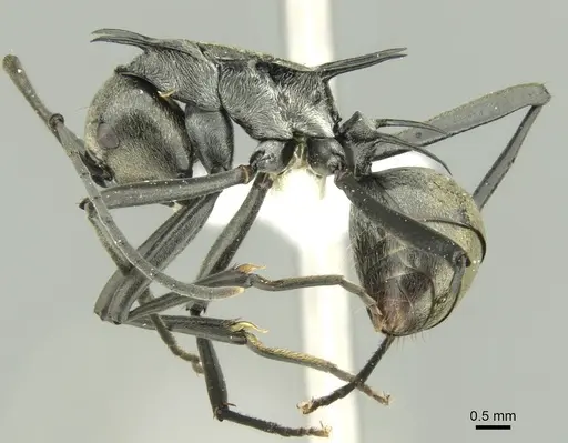 Polyrhachis malaensis specimen