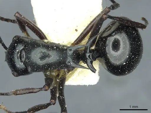 Polyrhachis malaensis - CASENT0912110