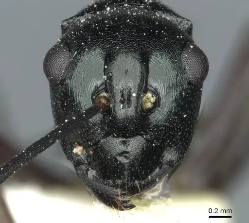 Polyrhachis malaensis - CASENT0912110