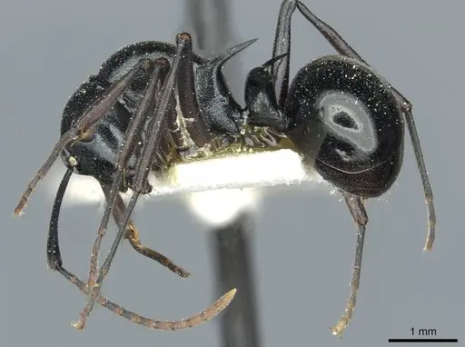 Polyrhachis malaensis - CASENT0912110