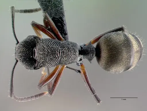 Polyrhachis mamba specimen