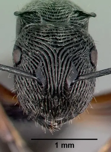 Polyrhachis mamba specimen