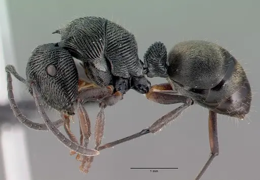 Polyrhachis mamba - CASENT0009244