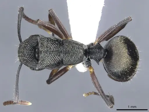 Polyrhachis mamba - CASENT0903319