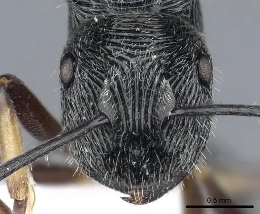 Polyrhachis mamba - CASENT0903319