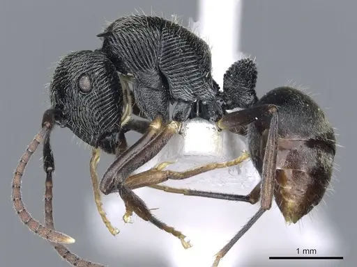 Polyrhachis mamba - CASENT0903319