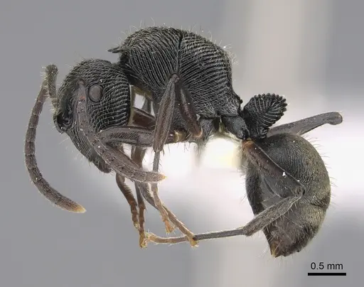Polyrhachis mamba - CASENT0923497