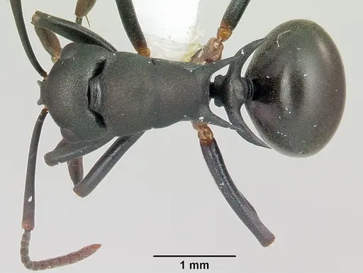 Polyrhachis manni specimen