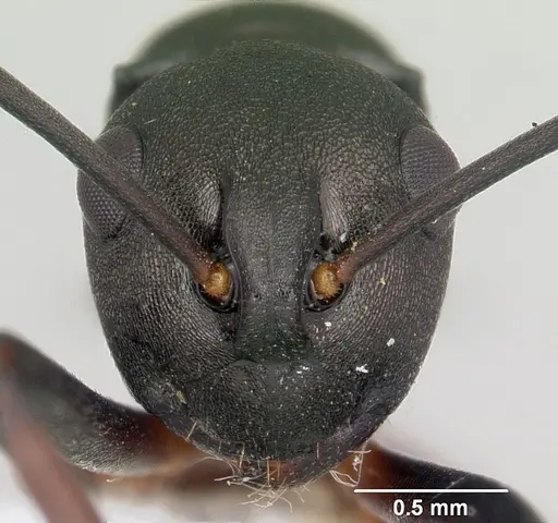 Polyrhachis manni specimen