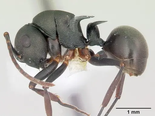 Polyrhachis manni specimen