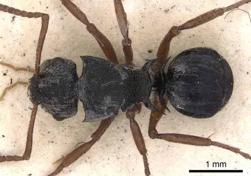 Polyrhachis marginata specimen