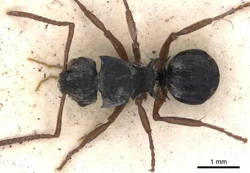 Polyrhachis marginata specimen