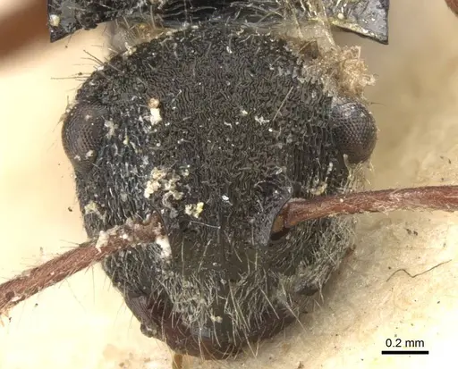 Polyrhachis marginata - CASENT0906742