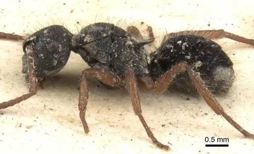 Polyrhachis marginata - CASENT0906742