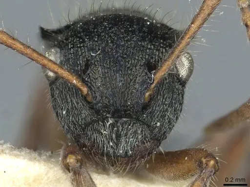 Polyrhachis marginata - CASENT0912097