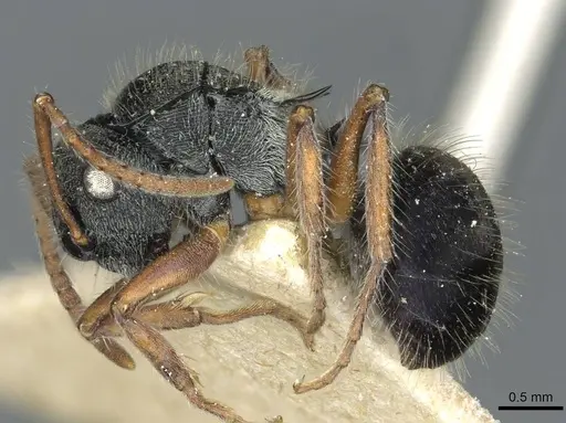 Polyrhachis marginata - CASENT0912097