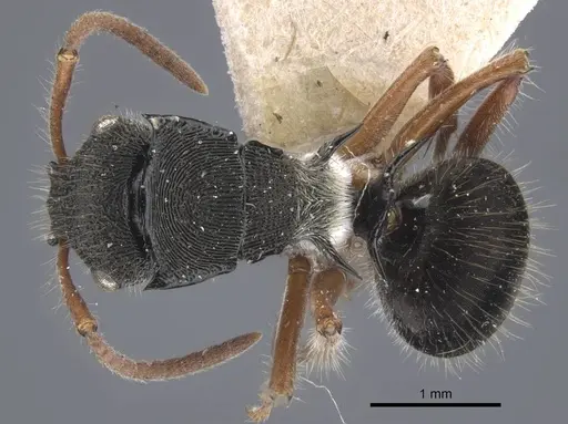 Polyrhachis marginata - CASENT0917185