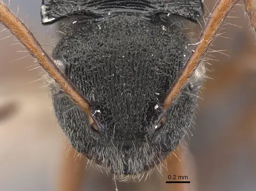 Polyrhachis marginata - CASENT0917185