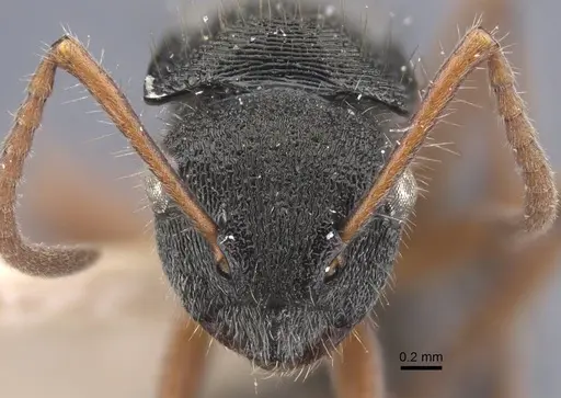 Polyrhachis marginata - CASENT0917185