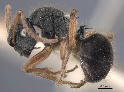 Polyrhachis marginata - CASENT0917185