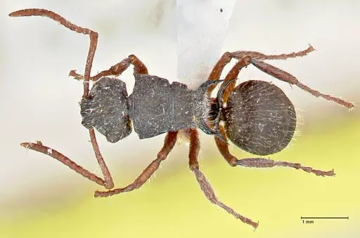 Polyrhachis marginata - FOCOL2607